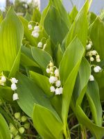 Maiglöckchen - frisch ausgegraben mit starken Wurzeln Baden-Württemberg - Böblingen Vorschau