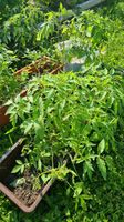 Tomaten Pflanze Nordrhein-Westfalen - Versmold Vorschau