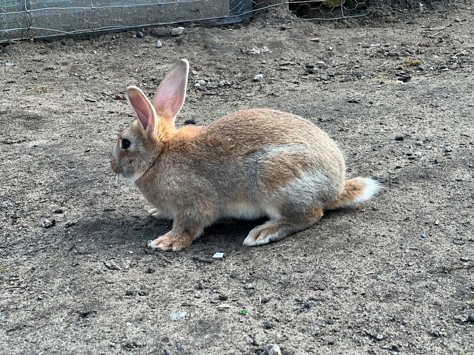 ⭐️ Echte deutsche Riesen Hasen Kaninchen stallkaninchen xxl ⭐️ in Marl