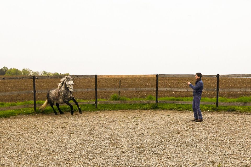 HORSEMANSHIP | TRAINING | COACHING in Nördlingen