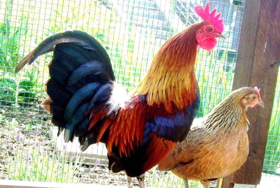 Belgische Zwerghühner, goldhalsig, zu verkaufen in Kürten