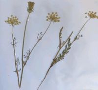 Gepresste Pflanzen, Blumen für Herbarium zu verkaufen Thüringen - Sonneberg Vorschau