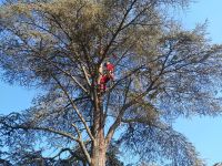 Baumfällung, Bäume fällen, Baum fällen, Wurzelfräsen, Roden Hessen - Oberursel (Taunus) Vorschau