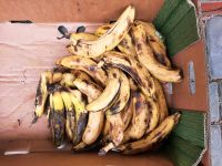 Bananen zu verschenken zum Verarbeiten Wandsbek - Hamburg Bramfeld Vorschau