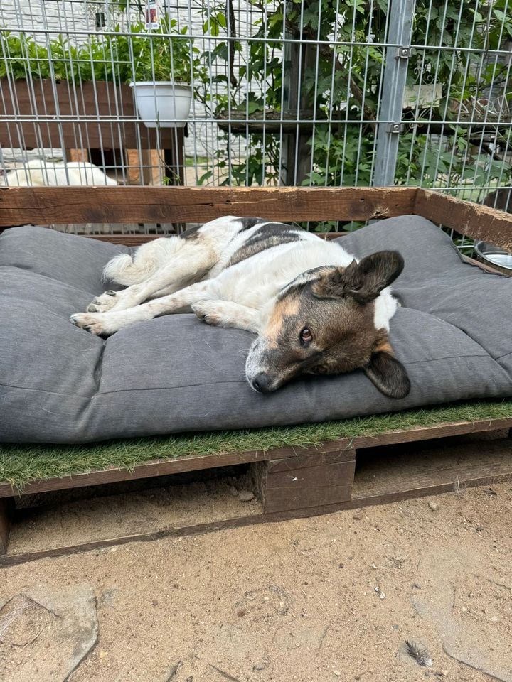 Freundliche LOTTI ❤️ aus dem Tierschutz sucht ihre Familie in Möckern