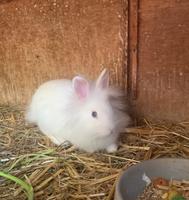 Baby Kaninchen Wandsbek - Hamburg Tonndorf Vorschau