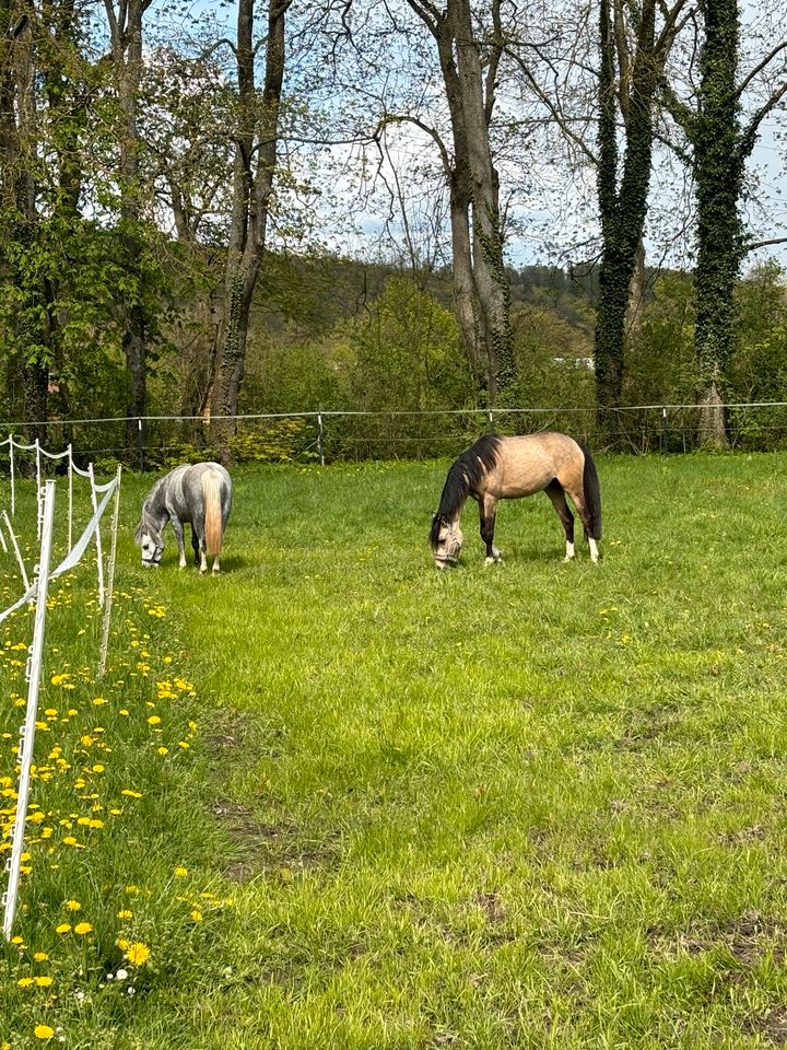 Welsh A Pony Zucht Kinderpony 5 jährige Stute Fahrpony in Diemelstadt