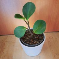 Peperomie Zimmerpflanze Pflanze im Topf Peperomia obtusifolia Rheinland-Pfalz - Lambsheim Vorschau
