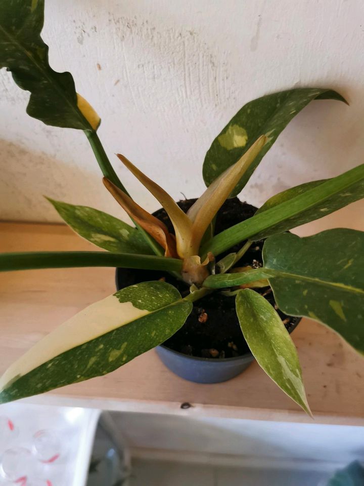 Philodendron 'Ring of Fire' 40cm in Bonn