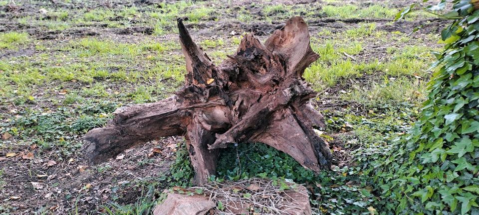 Wurzel aus Eiche als Deko in Uplengen