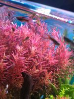 Rotala Singapore Blood Red Aquarium Pflanze Frankfurt am Main - Bockenheim Vorschau