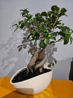 Biete meinen Bonsai... Sachsen - Dommitzsch Vorschau