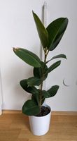 Ficus Elastica Gummibaum 65cm Sendling - Obersendling Vorschau