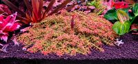 Rotala Mexicana Goias - Einziger roter Bodendecker  *Rarität * Nordrhein-Westfalen - Schwerte Vorschau