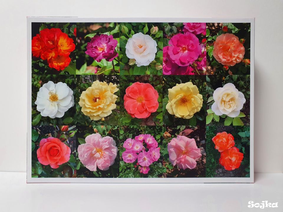 Puzzle 1000 Teile "Roses Collage" in Bassum