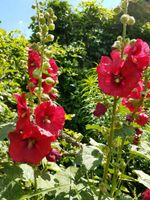 Stockrose, Bauernrose, Saat, Sämerei, Bauerngarten, Bienenweide Niedersachsen - Wriedel Vorschau