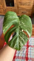 Monstera Variegata Steckling 3 Nordrhein-Westfalen - Mülheim (Ruhr) Vorschau