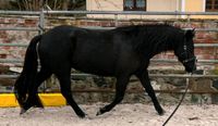 Deutsches Reitpony Rappe - Kinder Pony - Geländepferd - Wallach Sachsen - Großpösna Vorschau