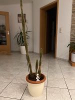 Kaktus, 1,5 m. ungefähr, nur Selbstabholung Rheinland-Pfalz - Mayen Vorschau
