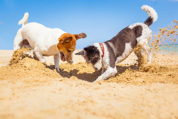 Hundetagesstätte&Urlaubsbetreuung n.V Abholung möglich für MV in Galenbeck