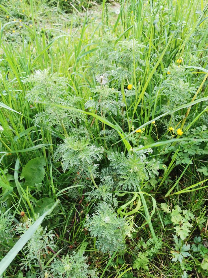 Färberkamille Hundskamille Samen Nektarpflanze in Zettlitz bei Rochlitz