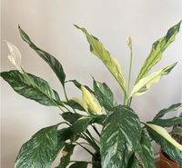 Spathiphyllum „Diamond“ - panaschiertes Einblatt / Friedenslilie Saarbrücken-Mitte - St Arnual Vorschau