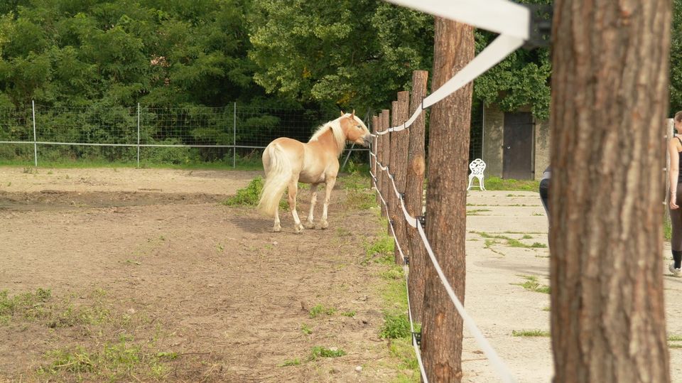 Pferdeboxen frei in Werneuchen