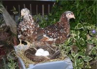 Hühner - schwedisches Blumenhuhn Bayern - Schwarzach Vorschau