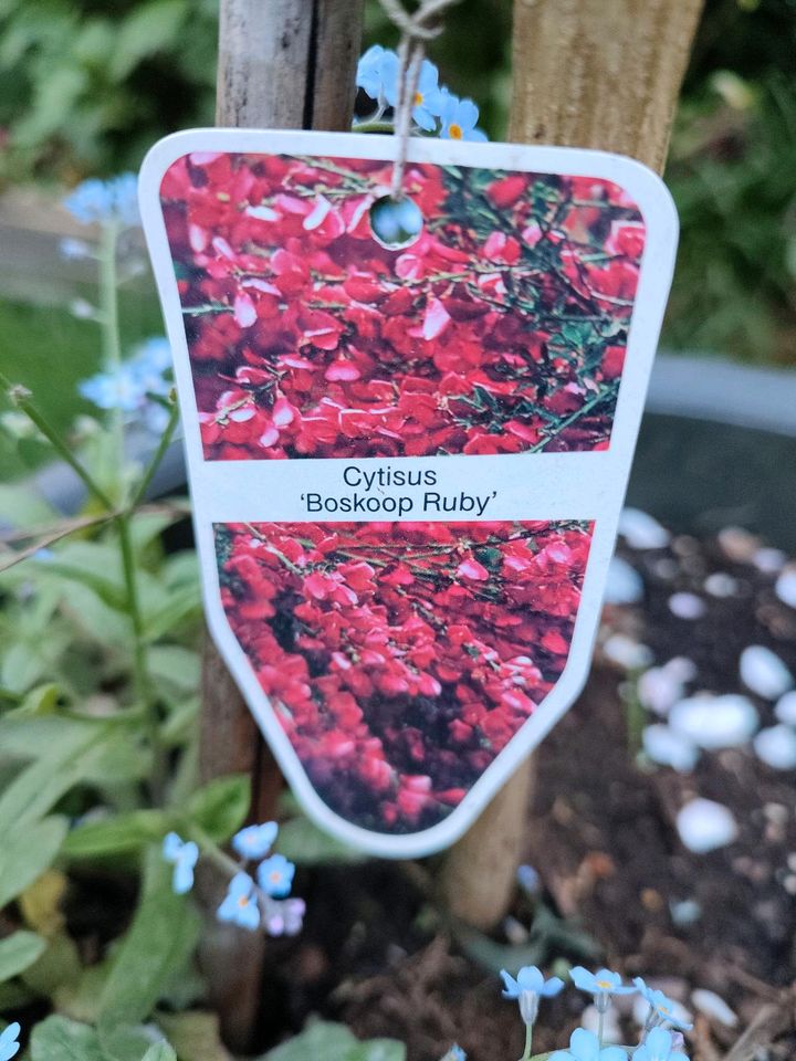 Gartenpflanze Cytisus "Boskoop Ruby" in Mönchengladbach