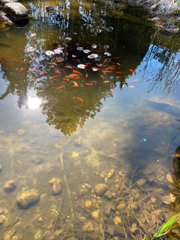 Goldfische Koi Teichfische NUR GESAMT ABZUGEBEN in Landsberg (Lech)