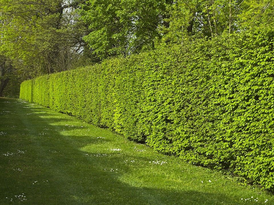 Gartenarbeit, Heckenschnitt, Gartenpflege, Hecke in Hamburg