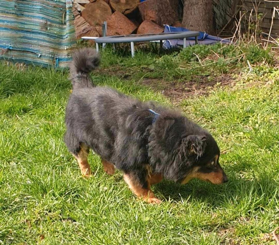 Mika, ca. 10 Jahre, 30 cm, fast blind kleine Hundepersönlichkeit in Dachau