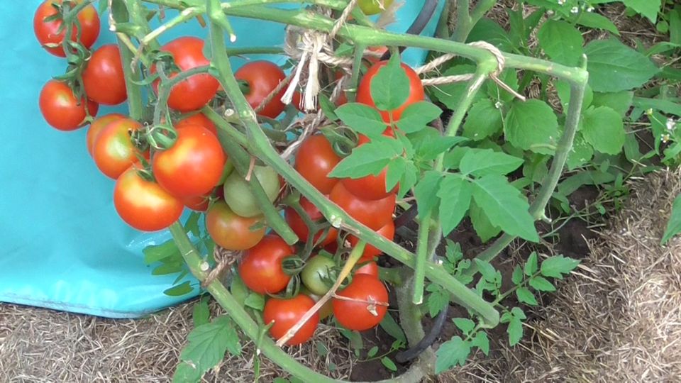 Tomatensamen SET - F Pflegeleichte für Anfänger geignet in Kleinheubach