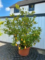 XXL Zitronenbaum - 2,5 Meter x 2,5 Meter - Citrus - viele Früchte Nordrhein-Westfalen - Eitorf Vorschau