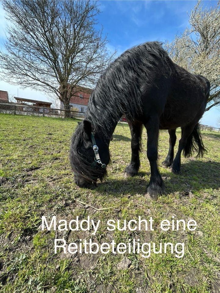 Pferde und Ponys suchen Dich in Rümpel