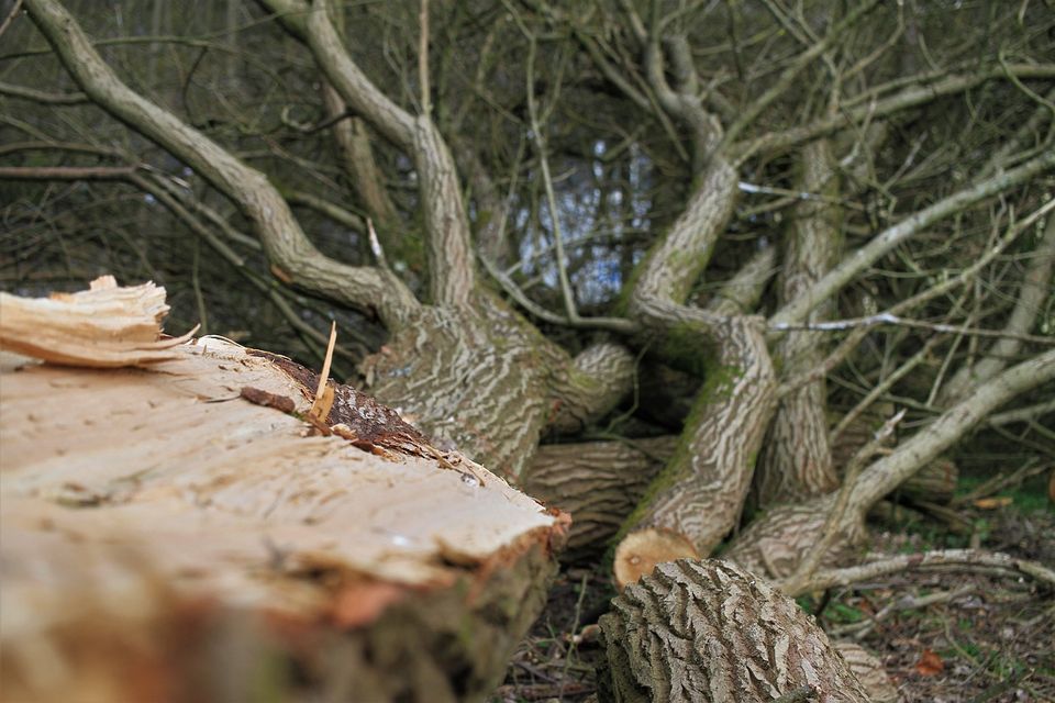 Baumpflege, Baum fällen, Baumfällung, Hecken, Abtransport in Moers