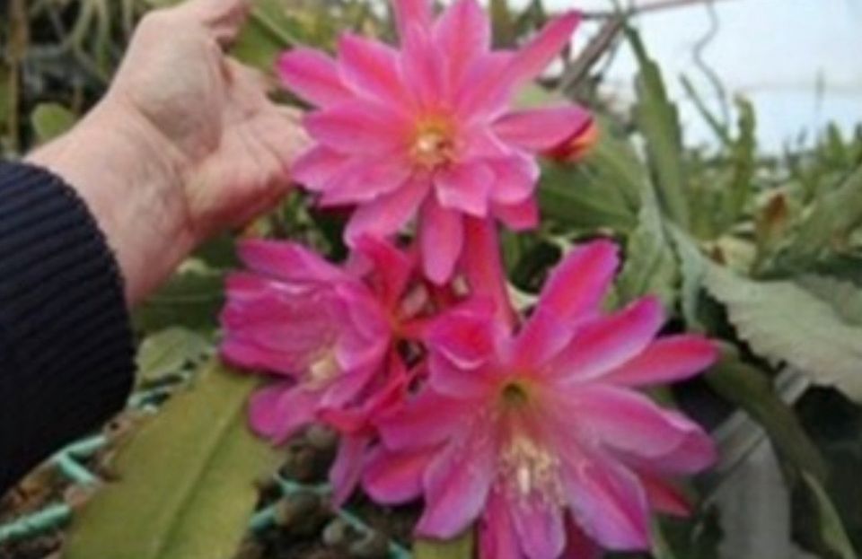 Epiphyllum Kaktus Perbus Ableger in Eichendorf