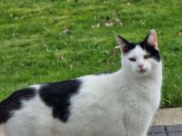 Katze, männlich Nordrhein-Westfalen - Bad Münstereifel Vorschau