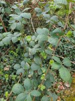 Brombeeren zu verschenken Brandenburg - Altlandsberg Vorschau