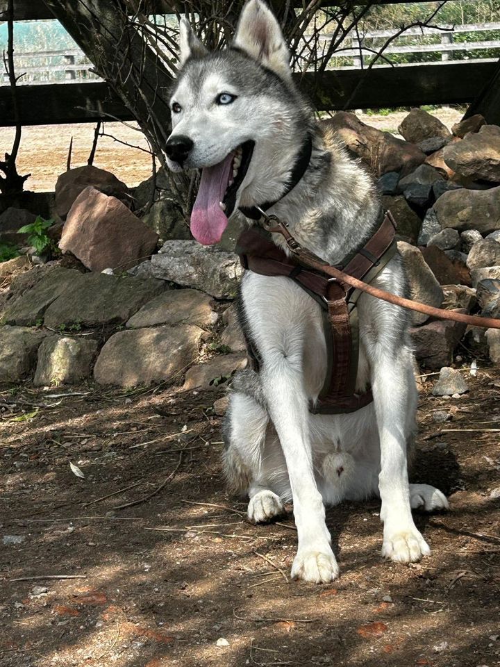 Zeus - aktiver Huskymix sucht aktives Herrchen in Ellerstadt