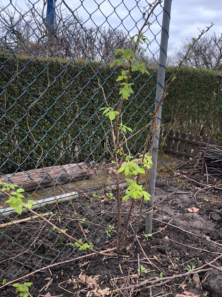 Himbeerpflanzen, 2 mal tragende in Bochum