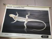 Plakat 'Skelett Zauneidechse', (ehemaliges Schulplakat) Sachsen - Thum Vorschau