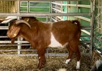 Burenziege Burenbock Ziegenbock Kalahari Rheinland-Pfalz - Kirchwald Vorschau