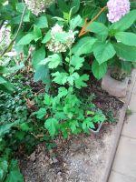 Tausche mehrere Ableger Hibiskus abzugeben, lila oder rosa! Bayern - Elsenfeld Vorschau