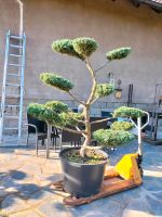 Bonsai, Gartenbonsai, Formgehölz, Niwaki, Japangarten, Wacholder Sachsen-Anhalt - Derenburg Vorschau