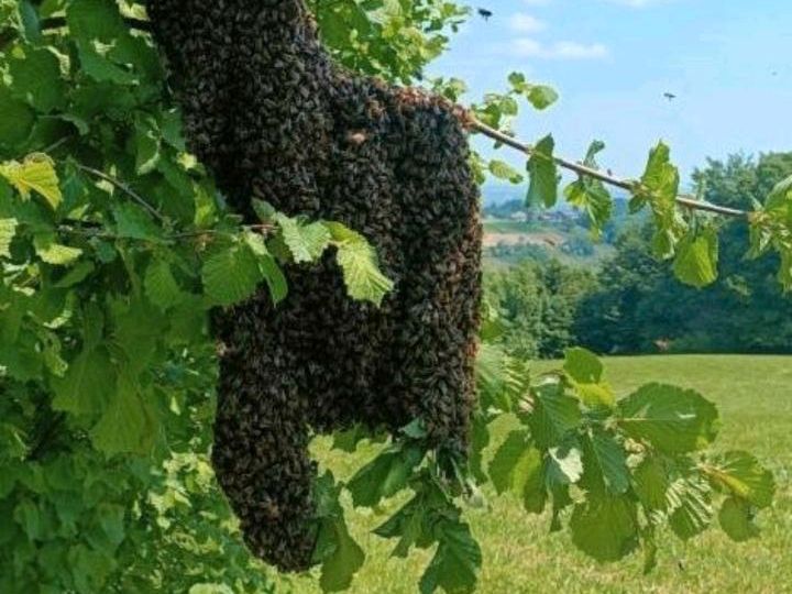 Bienen, Schwarm, Bienen einfangen in Bad Heilbrunn