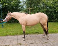 Quarter Horse Stute / Foundation Niedersachsen - Berge Vorschau