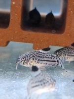 Leopard-Panzerwels – Corydoras Julii Hessen - Solms Vorschau