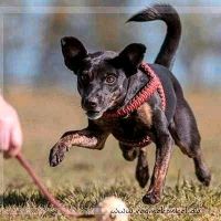 Tierfotografie Bautzen - Großpostwitz Vorschau