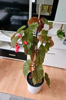 Begonia/Schiefblatt Zimmerpflanze Wuppertal - Elberfeld Vorschau